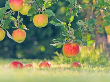 Apple tree in the garden