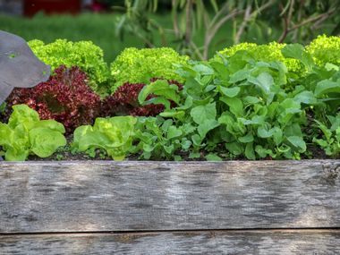 Gemüse und Salat im Hochbeet
