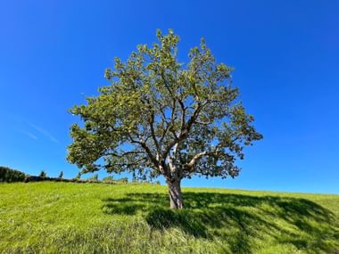 Spreading apple tree that provides shade