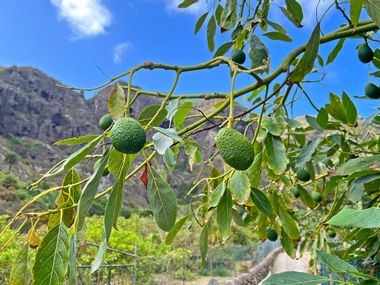 Avocados auf einem Baum auf Mallorca