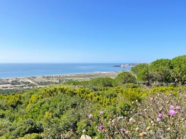 Panoramic coastal view near Famalicão with pink wildflowers, green vegetation, sandy beach, and blue ocean under clear sky.
