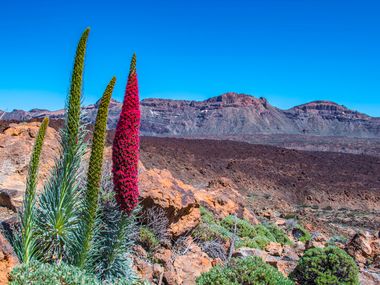 Eurohike-Tours on the island of Tenerife