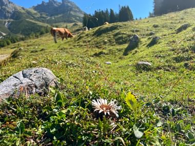 Silver Thistle Bavarian and Salzburg Alps