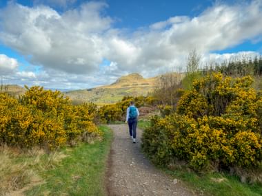 Wanderin mit blauem Rucksack auf Schotterweg zwischen gelben Ginsterbüschen auf dem West Highland Way bei Carbeth, mit sanften Hügeln unter bewölktem Himmel.