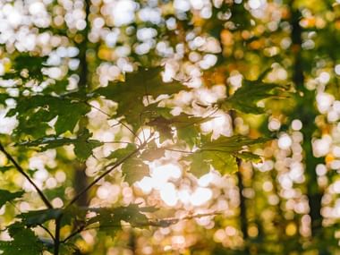 Sonnenstrahlen glitzern durch die Blätter eines Waldes