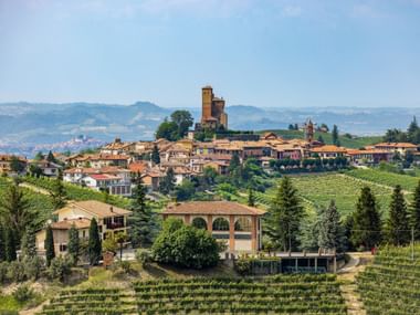 Montforte grapevines Piedmont Langhe