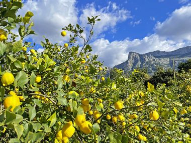 Lemon tree in Mallorca