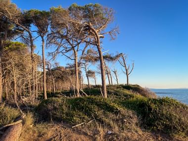 Vom Wind geformte Pinien auf einem Küstenhang bei Cecina Mare in der Toskana. Blaues Meer rechts unter klarem Himmel sichtbar.