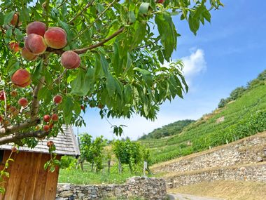 Peaches in the vineyards of the Wachau