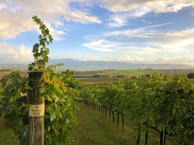 Weinreben in Umbrien
