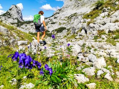 Wanderin am Dachstein Höhenweg mit blühendem Eisenhut