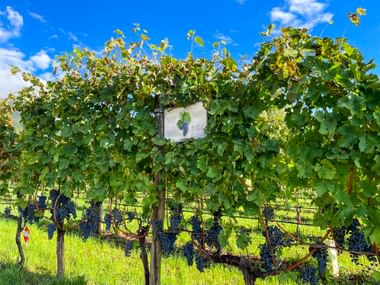 Vines