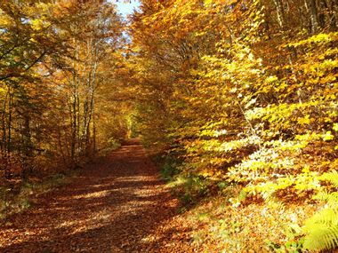 Autumn hiking trail in the Spessart forest