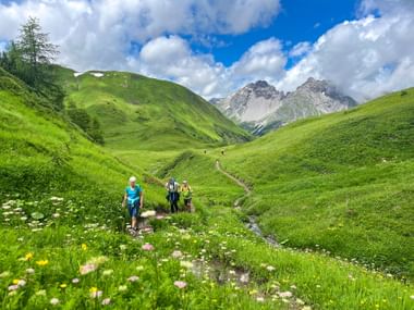 Hiking group hikes on a trail with alpine flowers in the Lechtal Alps