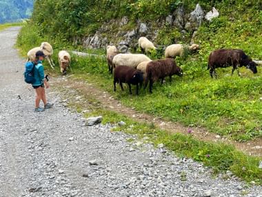 Hiker and flock of sheep on the mountain