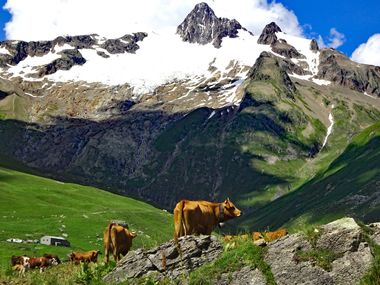 Freilaufende Kühe in den Alpen