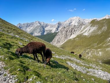 Schwarze und braune Schafe grasen auf einer grünen Almwiese mit dramatischen Felsgipfeln des Karwendelgebirges im Hintergrund unter blauem Himmel.