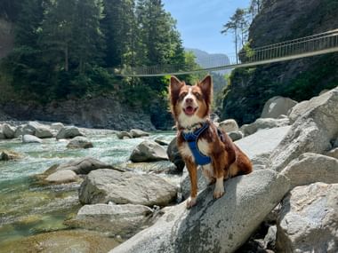 Braun-weißer Hund mit blauem Geschirr sitzt auf Felsen in der Hinterrhein-Schlucht. Eine Hängebrücke überspannt die Felsenschlucht über türkisfarbenem Wasser.