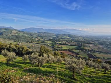 Olivenbäume am Monte Subasio