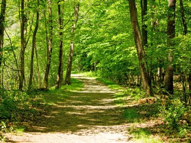 Hiking trail through a forest