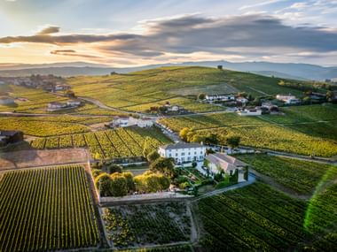 Luftaufnahme von Weinbergen im Burgund bei Mâcon bei Sonnenuntergang, mit weißen Gebäuden zwischen grünen Rebreihen und Hügeln in der Ferne.