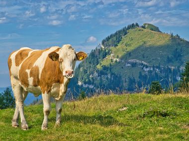 Cow at the Postalm