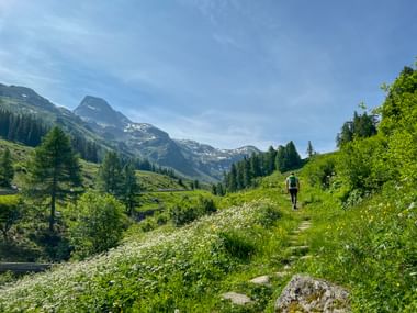 Wanderer mit Rucksack auf Bergweg durch grüne Almwiese mit weißen Blumen. Schneebedeckte Gipfel und Nadelwälder sichtbar.