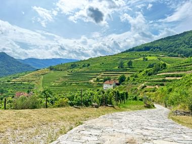 The terraced vineyards in the Wachau region The terraced vineyards in the Wachau region