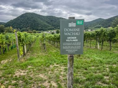Schild der Domäne Wachau für Bio-Grüner Veltliner in Reihen grüner Weinreben mit bewaldeten Hügeln unter bewölktem Himmel in der Wachau.
