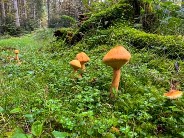 Mushrooms Bichlach Kitzbühel circular hiking trail 