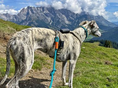 Hund Asta mit Bergblick