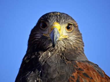 Close-up of a golden eagle