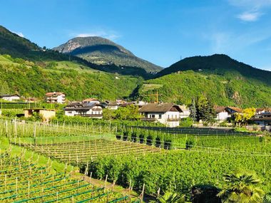 Weinreben in Südtirol