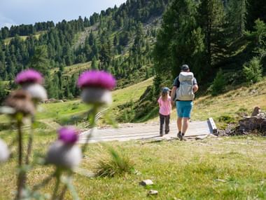 Father and child walking on wooden bridge in South Tyrol mountains. Purple thistles bloom in foreground, green alpine meadows and forests visible.