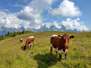 Kühe auf den Pinzgauer Grasbergen