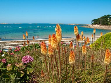 Panoramic view of the beach with flowers