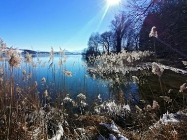 Reeds at Lake Obertrum