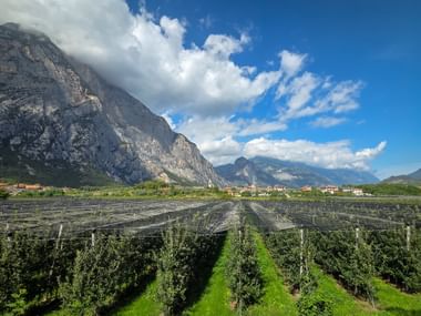 Apple orchards with protective netting in Pietramurata, backed by dramatic limestone cliffs and mountains under a blue sky with white clouds.