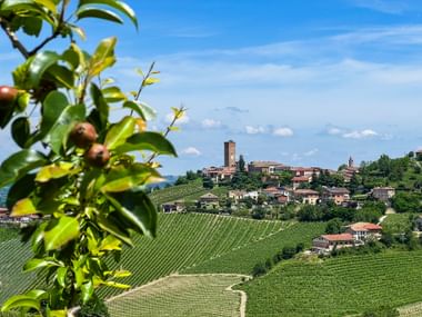 Olivenzweig und traumhafte Aussicht auf Barbaresco