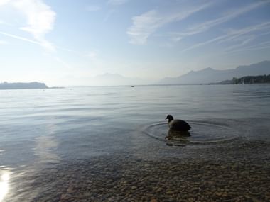 Ente auf Chiemsee