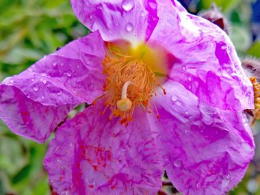 Beautiful colourful flowers