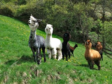 Alpacas