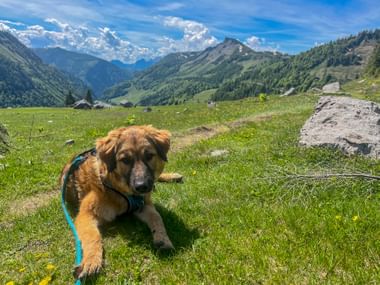 Brauner Hund an der Leine ruht auf grüner Almwiese mit Bergen im Hintergrund. Sonniger Tag im Salzkammergut mit blauem Himmel und Wolken.