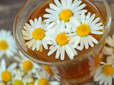 Echte Kamille für die Aromatherapie