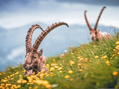 Ibexes in the meadow