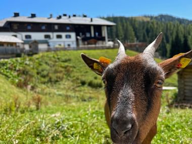 Goat at the Arthurhaus