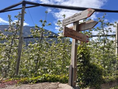 Wooden trail sign showing directions to Schloss Thurnstein, Schloss Tirol, and Algunder Waalweg, surrounded by blooming apple trees with mountains behind.