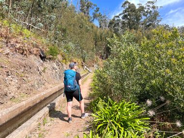 Hiker in the eucalyptus forest