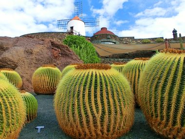 Kakteen auf der Kanarischen Insel Lanzarote