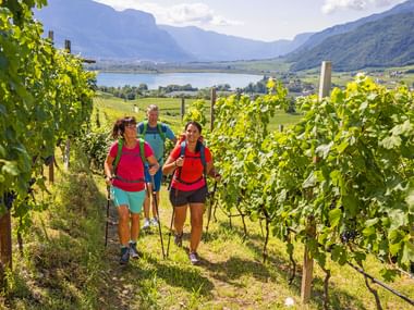 Wandern durch die Südtiroler Weingärten Wandertrio